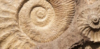 Museo dei Fossili Gallio