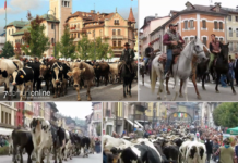Si rinnova l’antico rito della Transumanza di Bressanvido: 4 giorni di festa con partenza della mandria da Marcesina