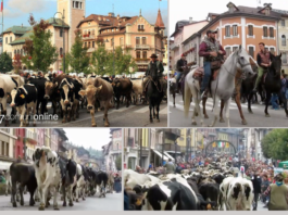 Si rinnova l’antico rito della Transumanza di Bressanvido: 4 giorni di festa con partenza della mandria da Marcesina