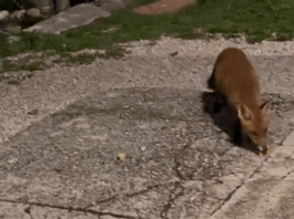 Foza, incontro notturno con una volpe in contrada Stainer