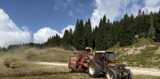 Alle Melette la pista da sci diventa laboratorio di biodiversità: fieno e semi locali per rigenerare il terreno