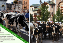 Asiago si prepara ad accogliere la Transumanza: il 27 settembre il passaggio delle mandria in città