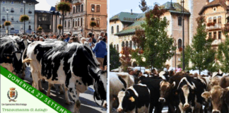 Asiago si prepara ad accogliere la Transumanza: il 27 settembre il passaggio delle mandria in città