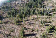 Marcesina, 200 mila euro per far rinascere il bosco ferito da Vaia