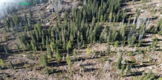 Marcesina, 200 mila euro per far rinascere il bosco ferito da Vaia