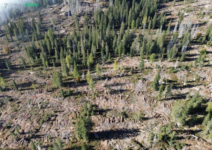 Il Comune di Enego ha ottenuto un contributo di 197.469,72 euro per il recupero di oltre 14 ettari di bosco a Campo delle Doghe. Un intervento che punta a restituire al territorio una parte del patrimonio forestale perduto.