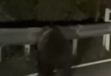 Giovane orso avvistato a Enego lungo la Valgadena: la Polizia Provinciale conferma la presenza e intensifica i controlli – VIDEO – ORSO ENEGO OTTOBRE 2026