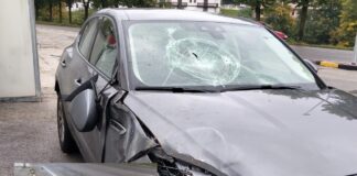 Gallio, cervo sfonda il parabrezza di un’auto: secondo incidente in pochi giorni sull’Altopiano Gallio - incidente cervo