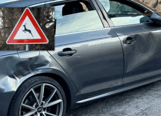 Animali selvatici sulle strade, 185 incidenti nel Vicentino in un anno: i rischi e come ottenere il risarcimento Selvatici sulle strade dell'Altopiano