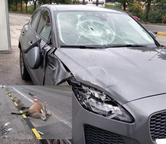 Gallio, cervo sfonda il parabrezza di un’auto: secondo incidente in pochi giorni sull’Altopiano Gallio - incidente cervo